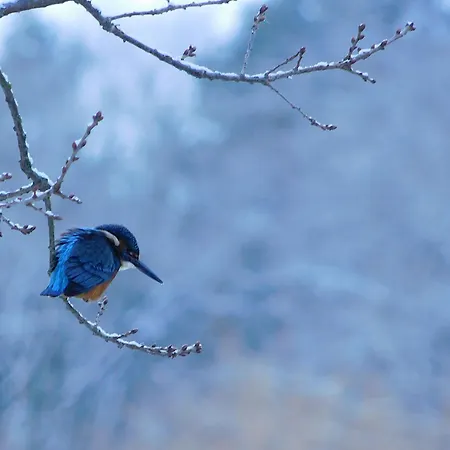 Guest house Wiesenhof 3*