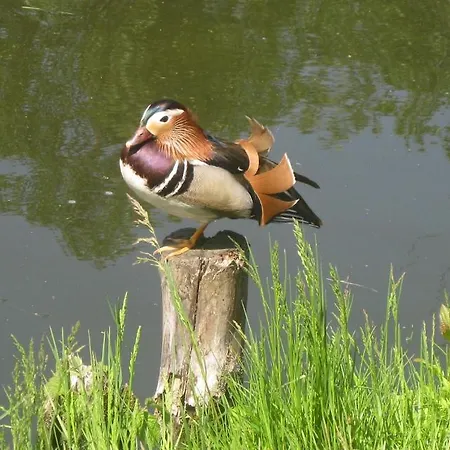 Wiesenhof Guest house Templin