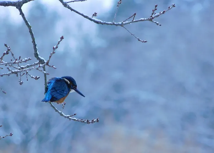 Pensionat Wiesenhof 3*